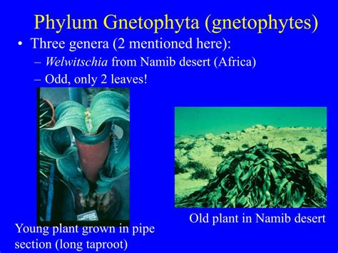 how are ginkgophyta similar to gnetophyta